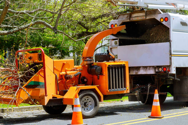 Reliable Mound City, MO Tree Services Solutions