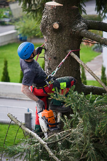 Tree and Shrub Care in Mound City, MO